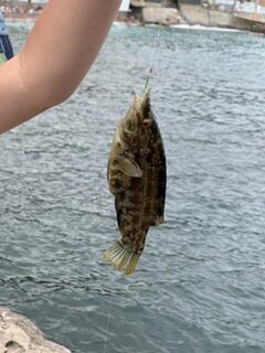 Вечерняя рыбалка в Симеизе на Чёрном море с креветкой на несколько крючков