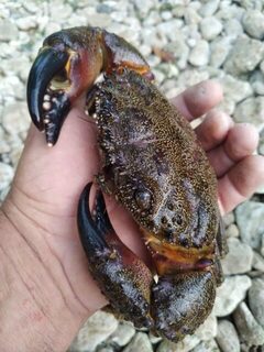 Чёрное море: разведка морского дна с маской перед будущей летней рыбалкой