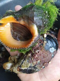 Подводная рыбалка на Чёрном море: окунь и кефаль на удалении от берега