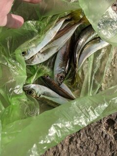 Рыбалка на Чёрном море в Судаке: ставрида, губан и наблюдения за местной ловлей