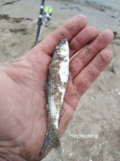 Рыбалка на Чёрном море: дальние забросы за кефалью и сарганом в сильный ветер