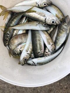 Чёрное море: морская рыбалка на ставриду мормышечной снастью и силиконом ранним утром