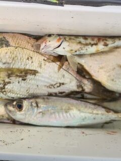 Чёрное море после штормов: ультралайт и поиск крупной ставриды с опорки