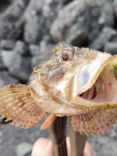 Рыбалка на Черном море: рокфишинг с донной проводкой колебалки и подсадкой