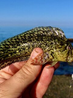 Утренний спиннинг на Чёрном море: ловля скорпены, карасей и луфариков у пирса