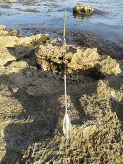 Рыбалка на Чёрном море с бомбардой на ставриду, саргана и морского окуня