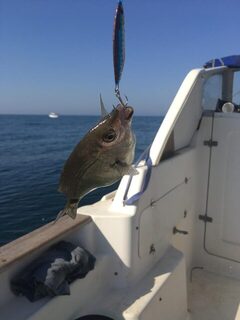 Чёрное море: рыбалка на ласкиря пилькером и пассивной съедобной приманкой при разной активности
