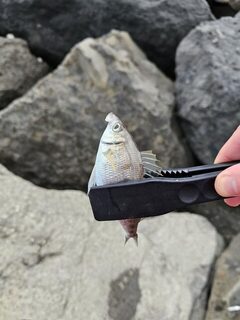 Короткая рыбалка на Чёрном море под дождём, волной и сильным боковым ветром