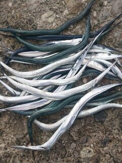 Чёрное море: утренняя рыбалка на саргана с нарезкой и спиннингом под пилькер