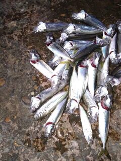 Вечерняя рыбалка на Чёрном море: ставрида, скорпена и первая встреча с горбылём