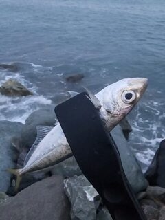 Ночная рыбалка на Чёрном море: ставридка на закате и попытка поймать скорпену