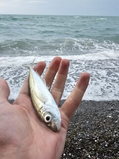 Черное море: морская рыбалка на ставриду с пляжа в ветер, дождь и с трудной проводкой