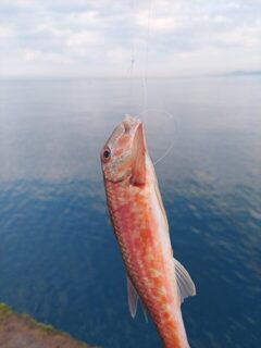 Рыбалка на Чёрном море с лёгкой донкой: барабулька, зеленуха и ласкирик