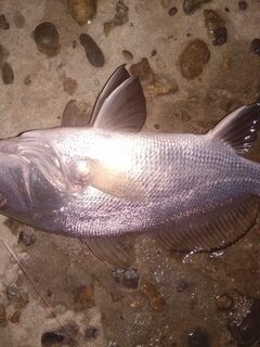 Вечерняя спиннинговая рыбалка с буны на Чёрном море со ставридой и горбыликом