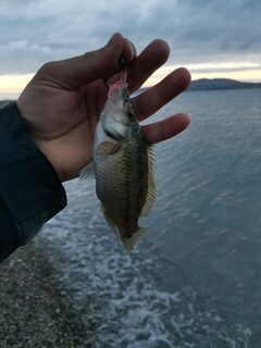 Утренняя рыбалка на Чёрном море с пляжа среди наката и крупного карася
