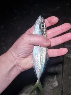 Ялта, Чёрное море: ночная ловля крупной ставриды на бомбарду и джиг-головки
