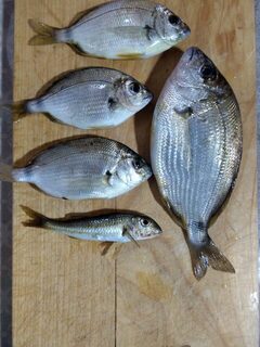 Чёрное море: короткая пробная ловля барабульки на чебурашку весом всего 1 г
