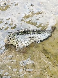 В Сочи морская рыбалка на Чёрном море: ловля с бун у дендрария на донную снасть с хлебом