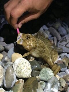 Новый Сочи, Черное море: береговой спиннинг по скорпене и горбылю на вечернем берегу