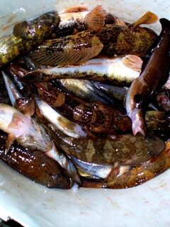 Черное море: ночная ловля бычка на мясные наживки, уловы ноября 2008 года