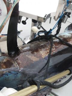 Тенерифе, Колон: морская ловля на имитацию кальмара в 5-6 км от берега