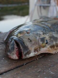 Норвегия: морская рыбалка с лодки, палтус 57 килограммов и долгое вываживание со сломанным удилищем