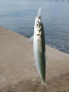 Турция, Анталия: морская рыбалка с бомбардой и виброхвостом по тихой воде