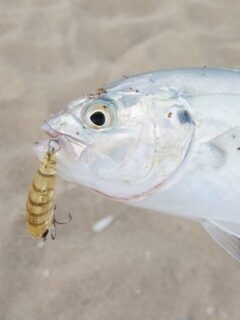 Турция: морская рыбалка в прибрежной волне с бомбардой и тонущим воблером