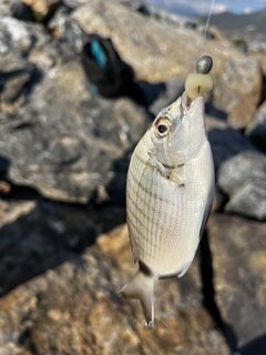 Турция, Анталийское побережье: морская рыбалка после дождей в мутной воде на червей и джиг