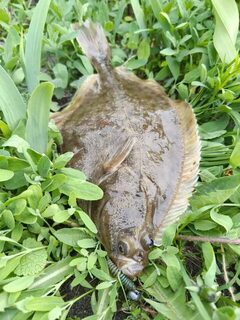 Балтийское море, причалы Балтийска: окунь и камбала на микроджиг