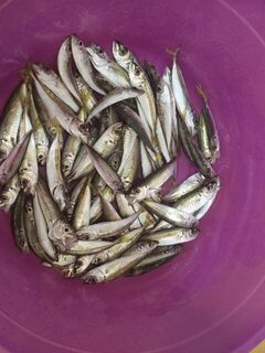 Чёрное море, район Магри: ловля на самодур 2 июня до резкого спада клёва