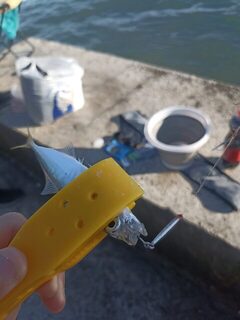 Морская рыбалка на Чёрном море: ставрида на пилькеры, самодур и микроджиг