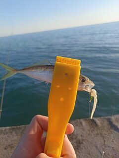 Черноморское побережье и Чёрное море: вечерняя морская рыбалка на ставриду пилькерами