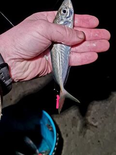 Ялта, морская рыбалка с буны на Чёрном море: ночной дропшот с тремя крючками и силиконом