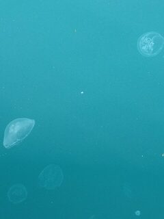 Чёрное море: береговая ловля барабули на тирольку и ставриды на пилькер у берега
