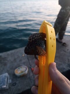 Чёрное море: морская рыбалка на ставриду с пилькером и микроджигом при редких поклевках
