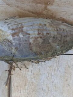 Чёрное море: морская рыбалка и каменный окунь с колючими верхним и грудными плавниками