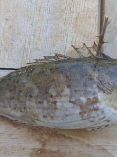 Чёрное море: морская рыбалка и Siganus luridus, гость из Индийского океана