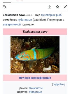 Чёрное море, рыбалка с пирса на ветру: сардины, карасик и павлинья талассома