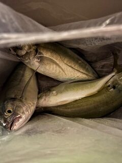 Морская рыбалка в Турции с лодки в ночное время на стики и тяжелые пилькеры