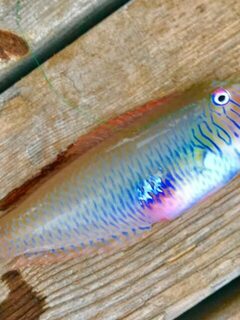 Опарыш и сырая курица после счета в Текирове