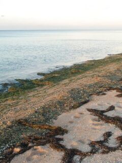 Линь и чехонь в каналах у Пересыпи вместо морского пеленгаса