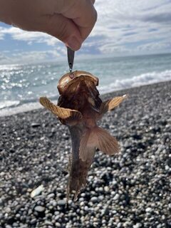 Абхазия: морская рыбалка после дождей, скорпены и карасики